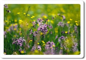 Bach Blüten Bach Blüten